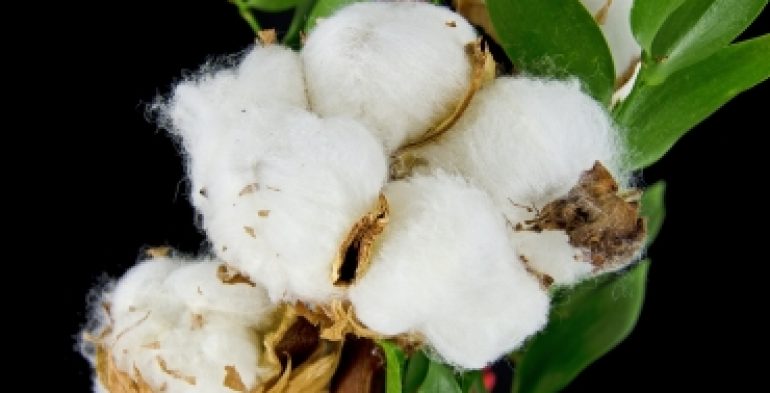 Cottonseed - Wikipedia